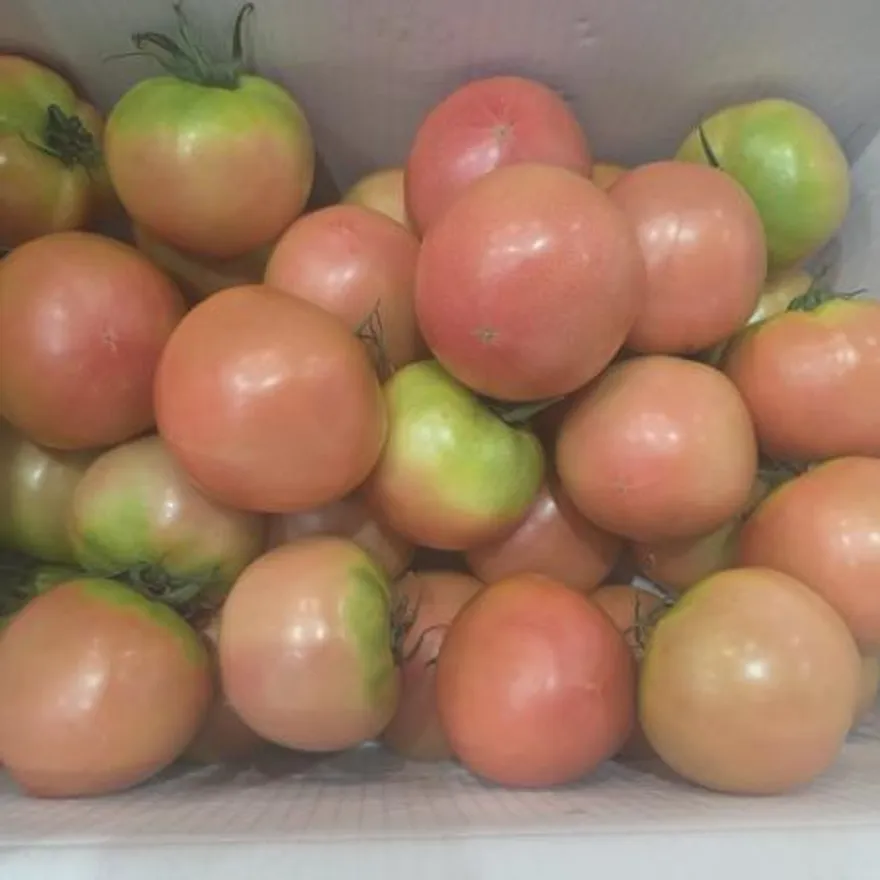 찰토마토유럽종 1-3번 5kg 이미지