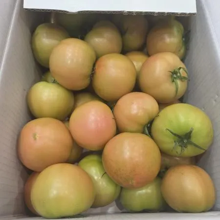 찰토마토유럽종 1-3번 5kg 이미지