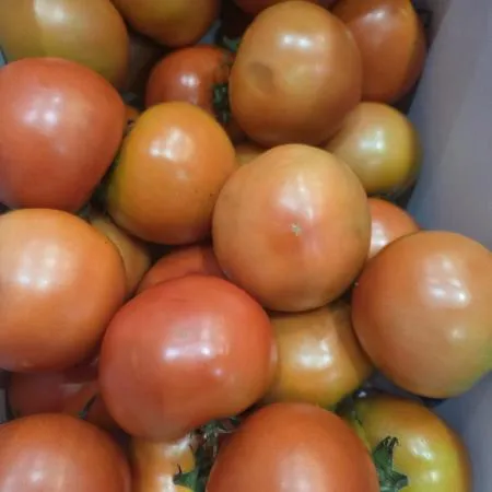 찰토마토유럽종 1-3번 5kg 이미지