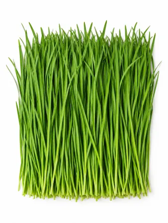 [한정수량]⭐️산지직송 국내산 부추 (500g/EA, 최소 2개 주문)⭐️ 이미지