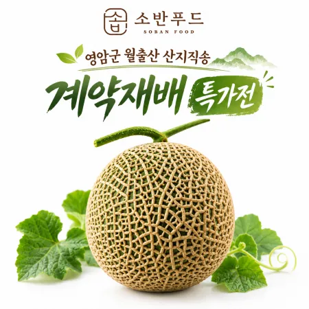 ❤️계약재배 한정수량 영암군 월출산 메론 5~6수 [1.5KG내외/EA]❤️
