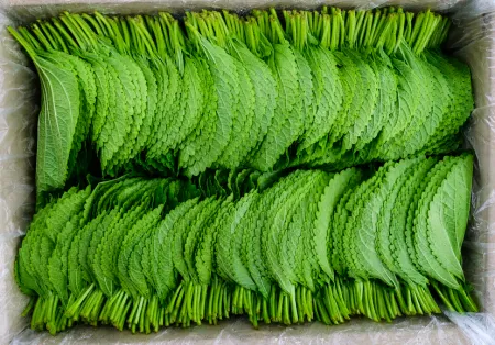 ⭐️국내산 깻잎찹찹이 1KG/BOX⭐️