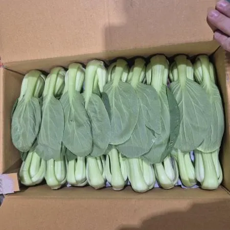 청경채 (상 4KG/박스) 이미지