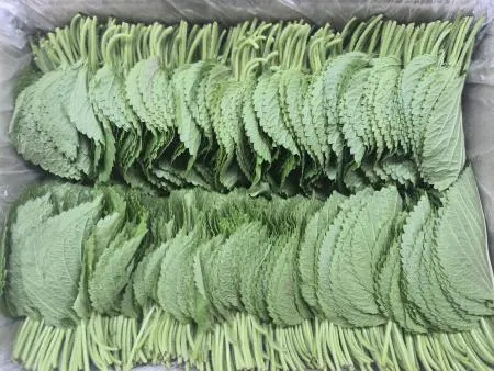 깻잎 1KG(찹찹이,박스)