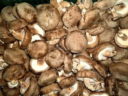 표고버섯 상, 1KG - 국내산