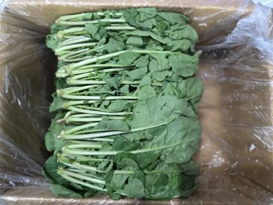 루꼴라 1KG(박스) 이미지
