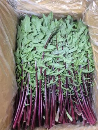 적치커리 2KG(특,박스) - 국내산