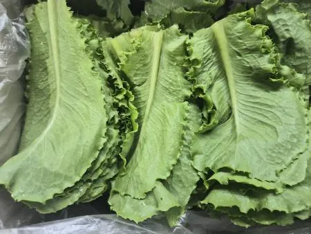 청상추 4KG(상,국내산)