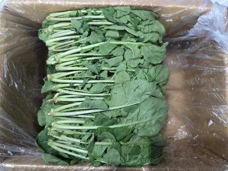 루꼴라 1KG(박스) 이미지