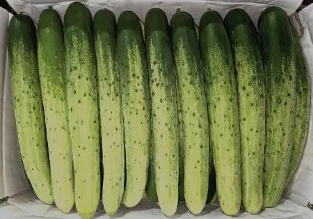 다다기오이 10KG(특,50개입,박스)