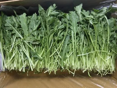 와일드루꼴라 1KG , 박스