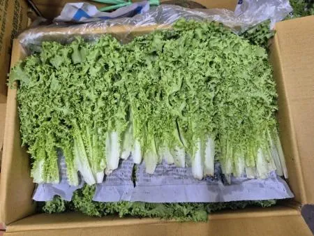 치커리 2KG(특,박스) - 국내산