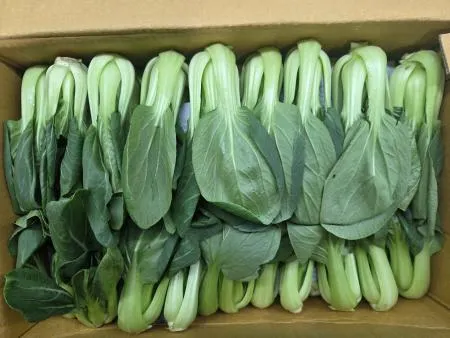 청경채 (특 4KG/박스)
