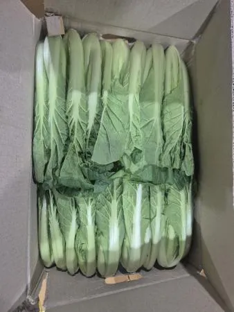 얼갈이 4KG(특,박스)