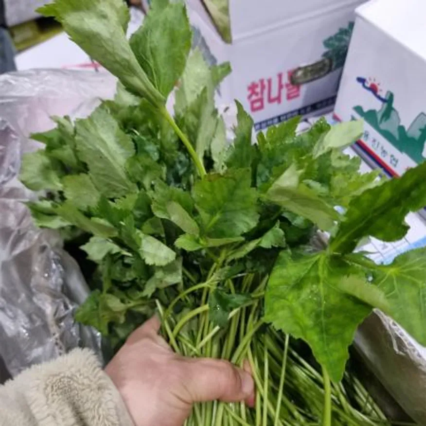 참나물 4kg 국내산 1박스 이미지