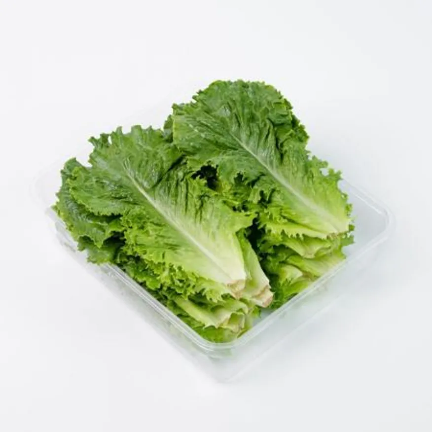 청상추 2kg 국내산 1박스 이미지