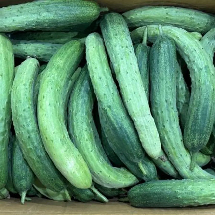 백다다기 오이 상 10kg 국내산 1박스 이미지