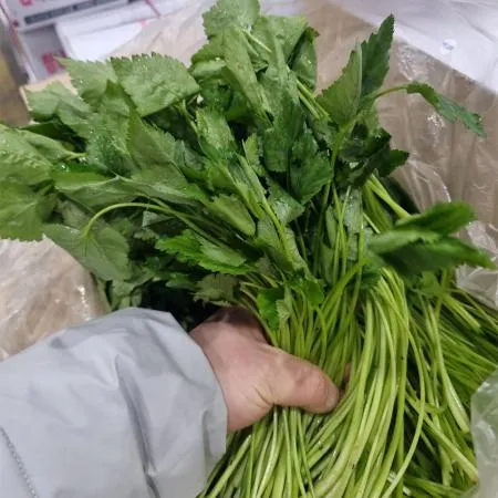 참나물 4kg 국내산 1박스 이미지