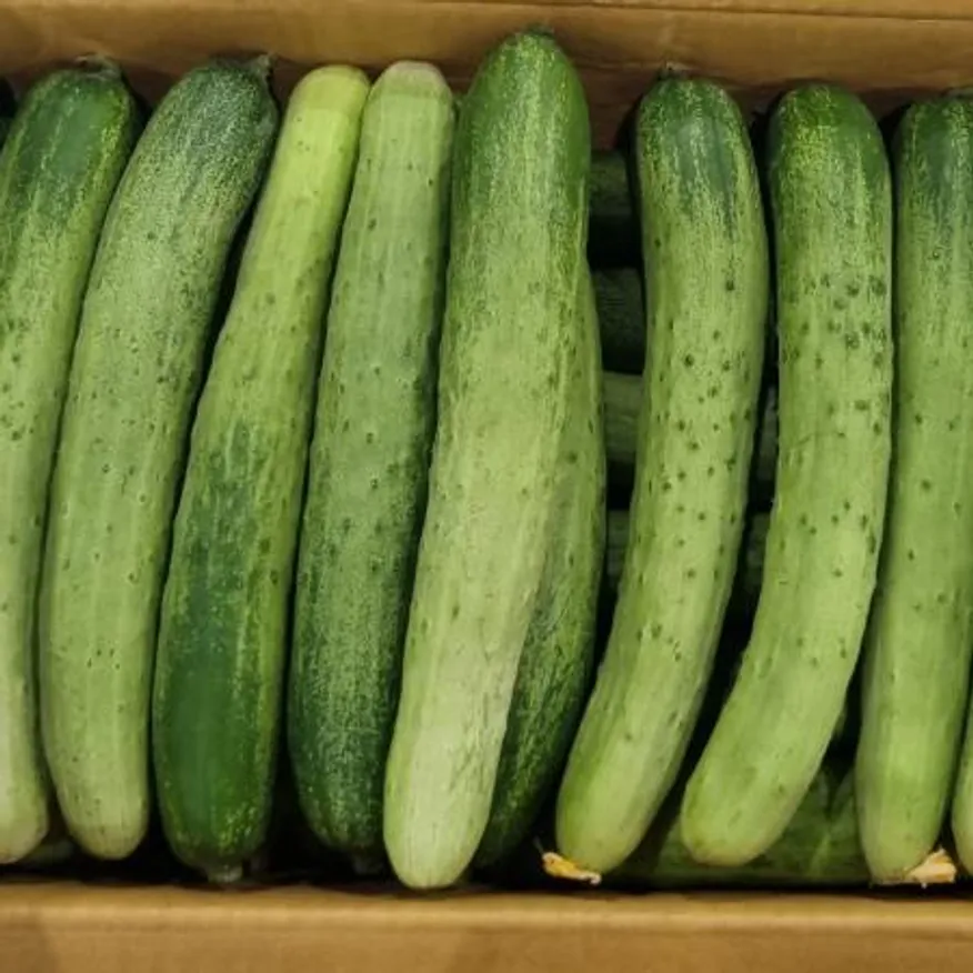 백다다기 오이 특 10kg 국내산 1박스 이미지