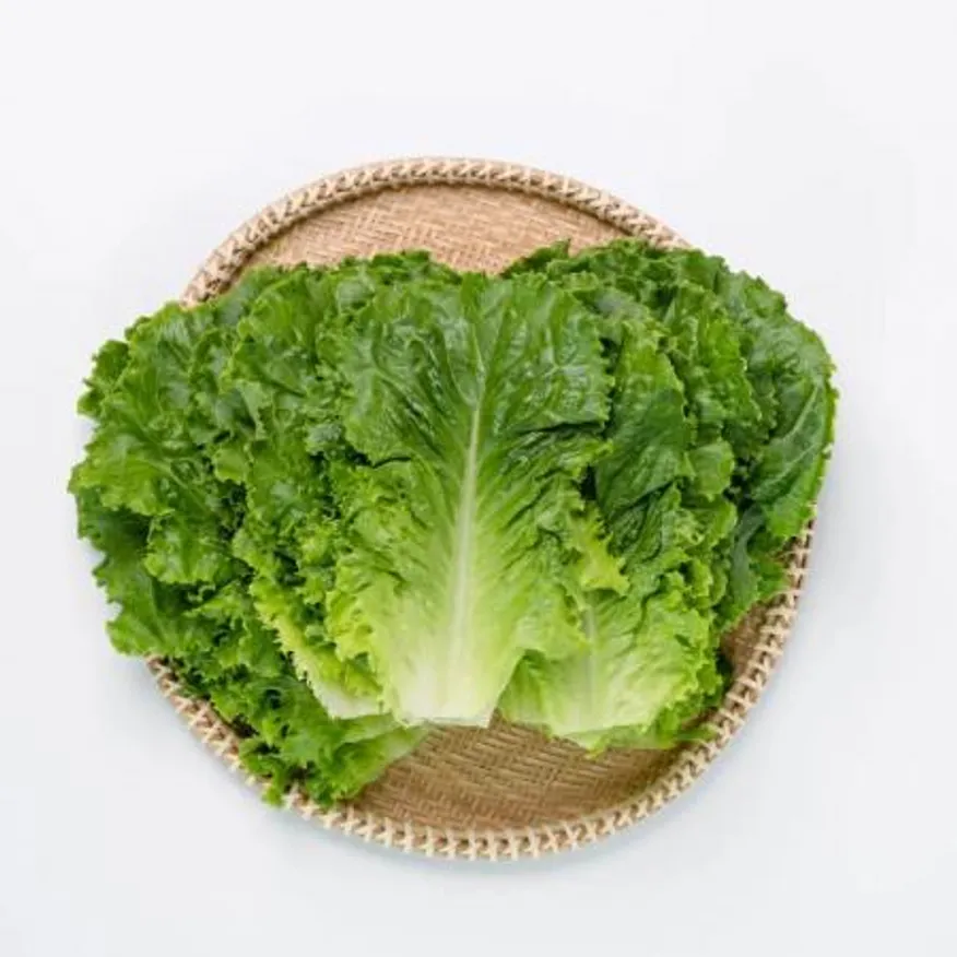 청상추 2kg 국내산 1박스 이미지