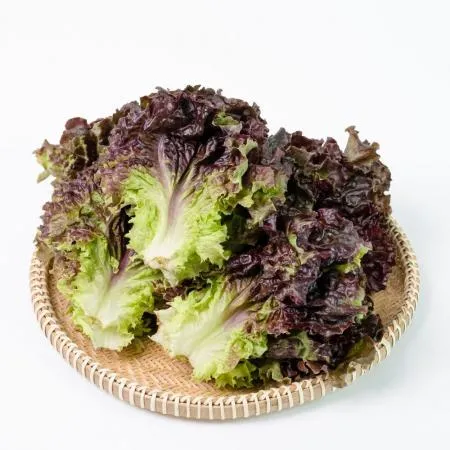 적상추 4kg 국내산 1박스 이미지