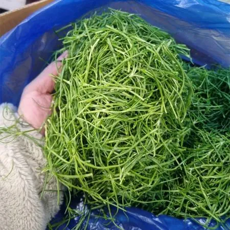 세발나물 4kg 국내산 1박스 이미지