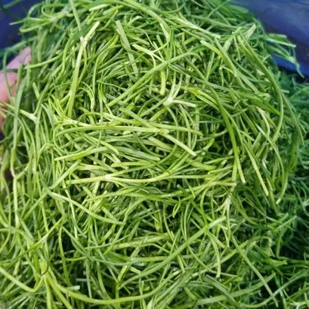 세발나물 4kg 국내산 1박스 이미지