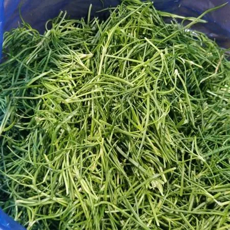 세발나물 4kg 국내산 1박스