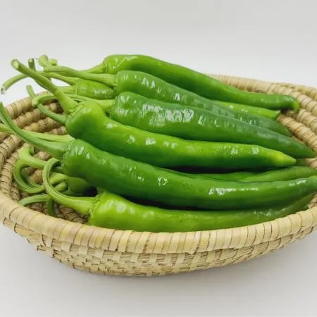 오이고추 상 10kg 국내산 1박스