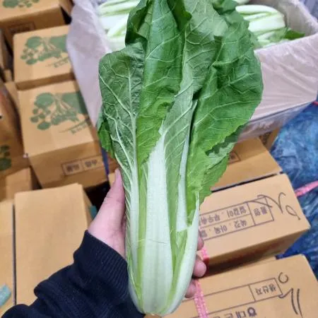 얼갈이배추 4kg 국내산 1박스