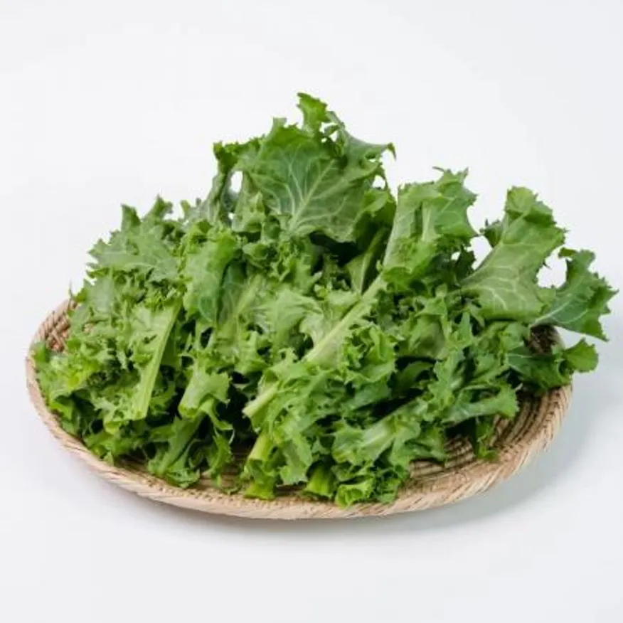 치커리 2kg 국내산 1박스 이미지