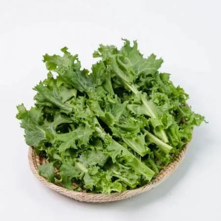 치커리 2kg 국내산 2박스 이미지