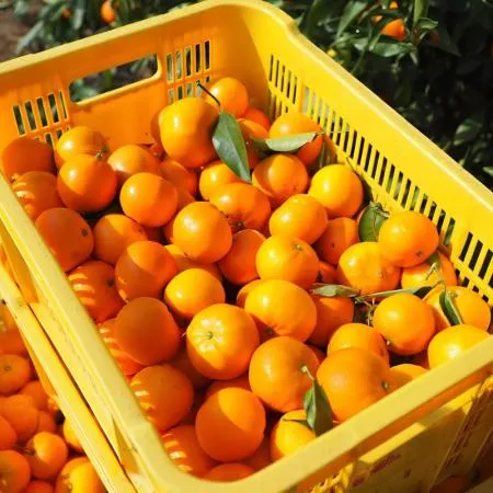 제주 감귤 랜덤과 5kg 극조생 조생귤