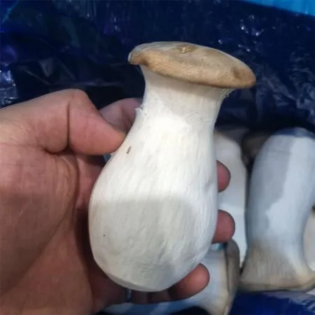 새송이버섯 상 2kg 국내산 1박스