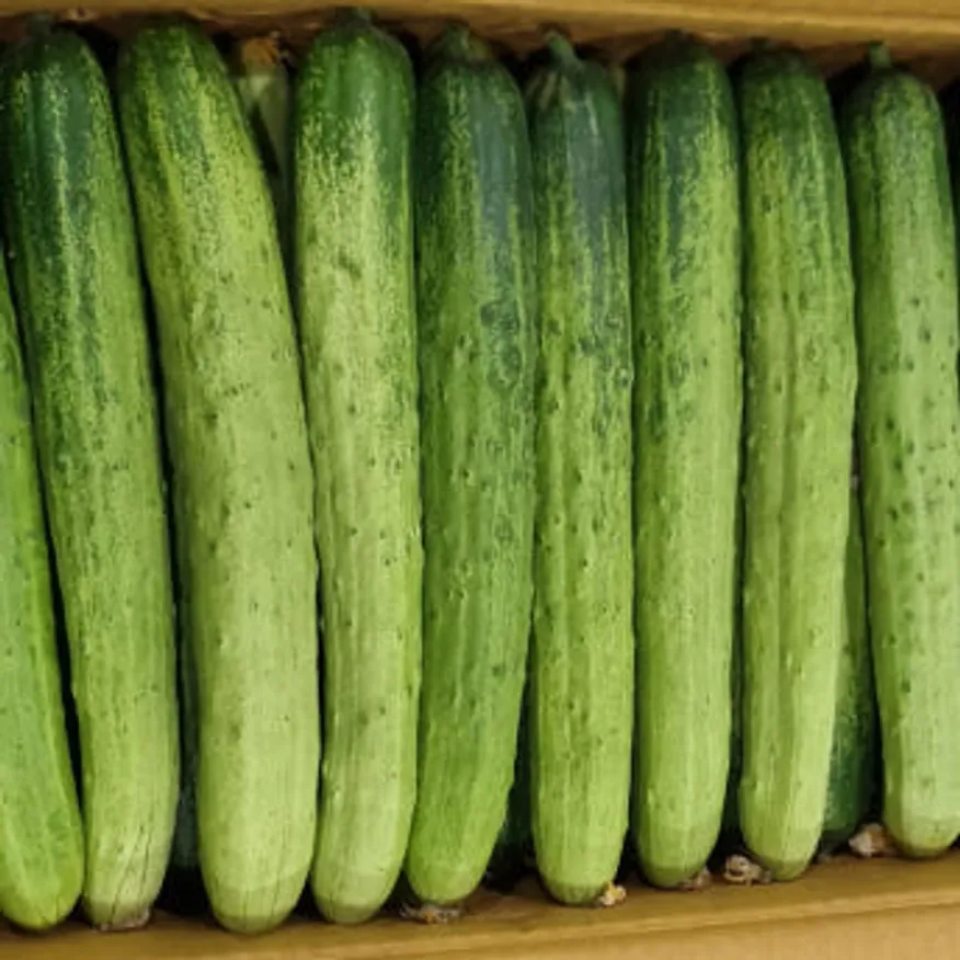 백다다기 오이 특 10kg 국내산 1박스 이미지