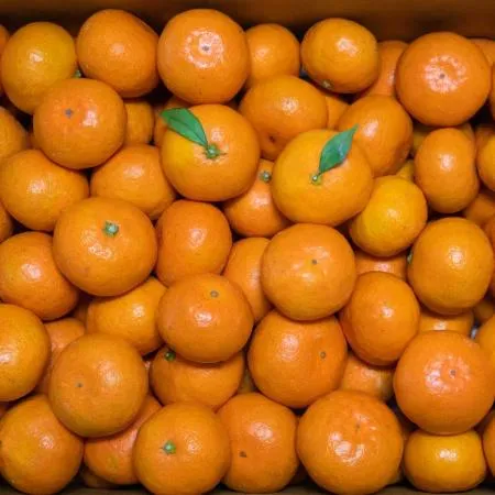 제주 감귤 랜덤과 5kg 극조생 조생귤 이미지