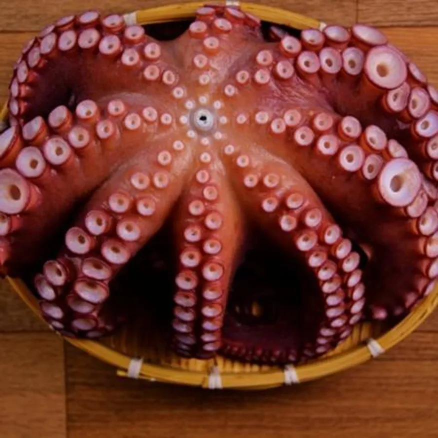 내산 자숙 참문어 3.5kg (자숙 후 2.1kg내외) 업소용 이미지