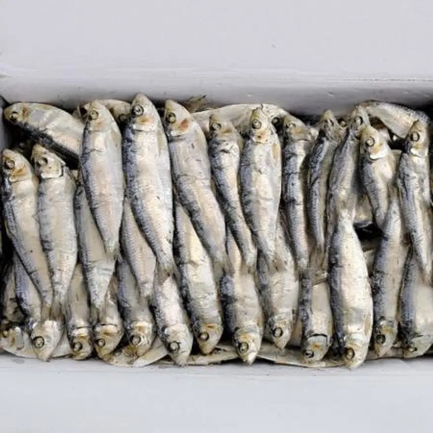 밴댕이 디포리 600g 1봉 업소용 이미지