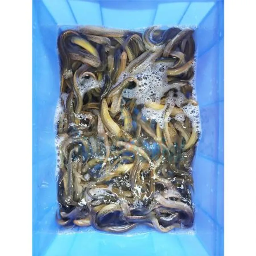 (16:30마감(D) 활미꾸라지(중국산/냉장/5kg)BOX 이미지