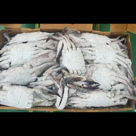(16:30마감)냉동꽃게(숫게),3단,국산,10KG/BOX,약34~36미(편차有),미선별 이미지