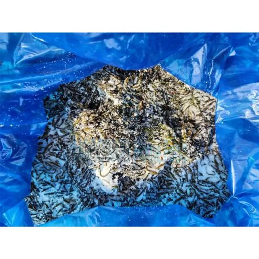 (16:30마감(D) 염장톳(톳:국산/소금:중국/냉장/10kg)BOX 이미지