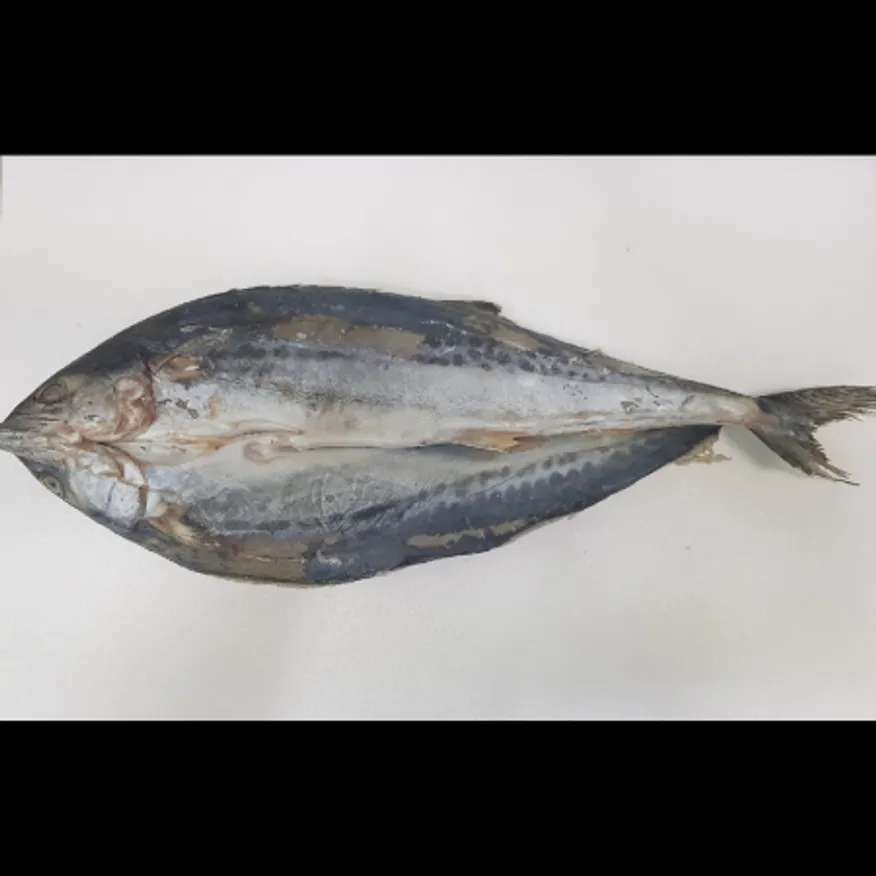 (16:30마감)삼치(국내산/500~600G/EA/할복) 이미지