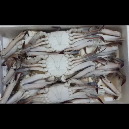 (16:30마감)냉동꽃게(300~400G/미/3.5KG/BOX/중국산) 이미지