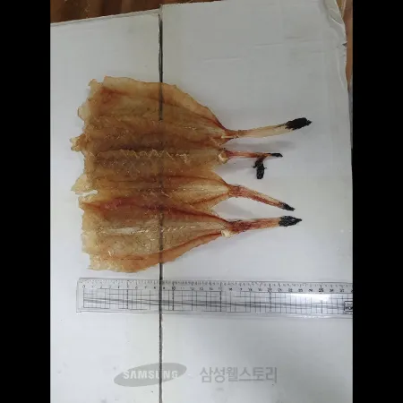 (16:30마감)조미아귀포(방사선조사처리/1KG/PAC/꼬리有/중국산) 이미지