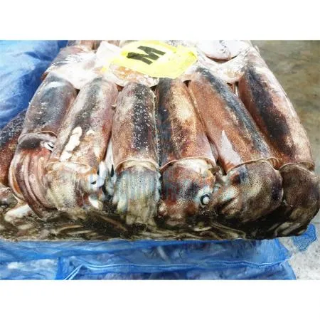 (16:30마감(D) 선동오징어(포클랜드산/냉동/M사이즈/20kg)BOX 이미지