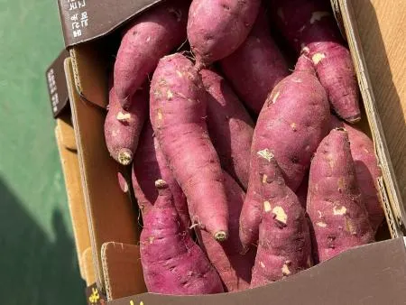꿀밤 고구마 10kg 이미지