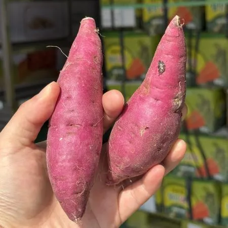 꿀밤고구마 3kg 이미지