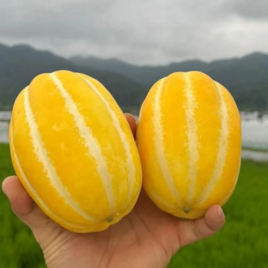 산지직송 성주참외 꿀참외 당도선별 중대과 1박스 3kg x 6~11과 내외 이미지