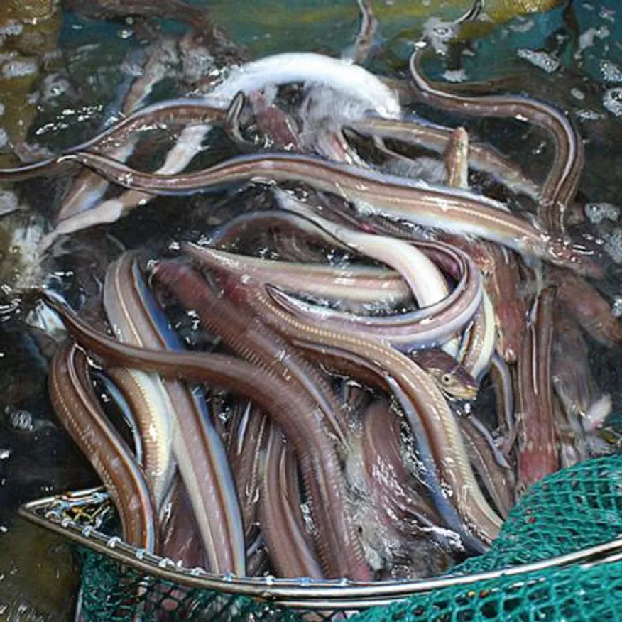 국내산 통영직송 자연산 바다장어 1팩 1kg x 3미 이미지