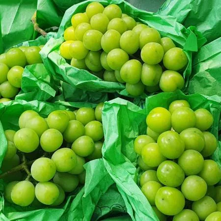 산지직송 제철 18beix 초고당도 샤인머스켓 1박스 2kg x 3~6수 내외